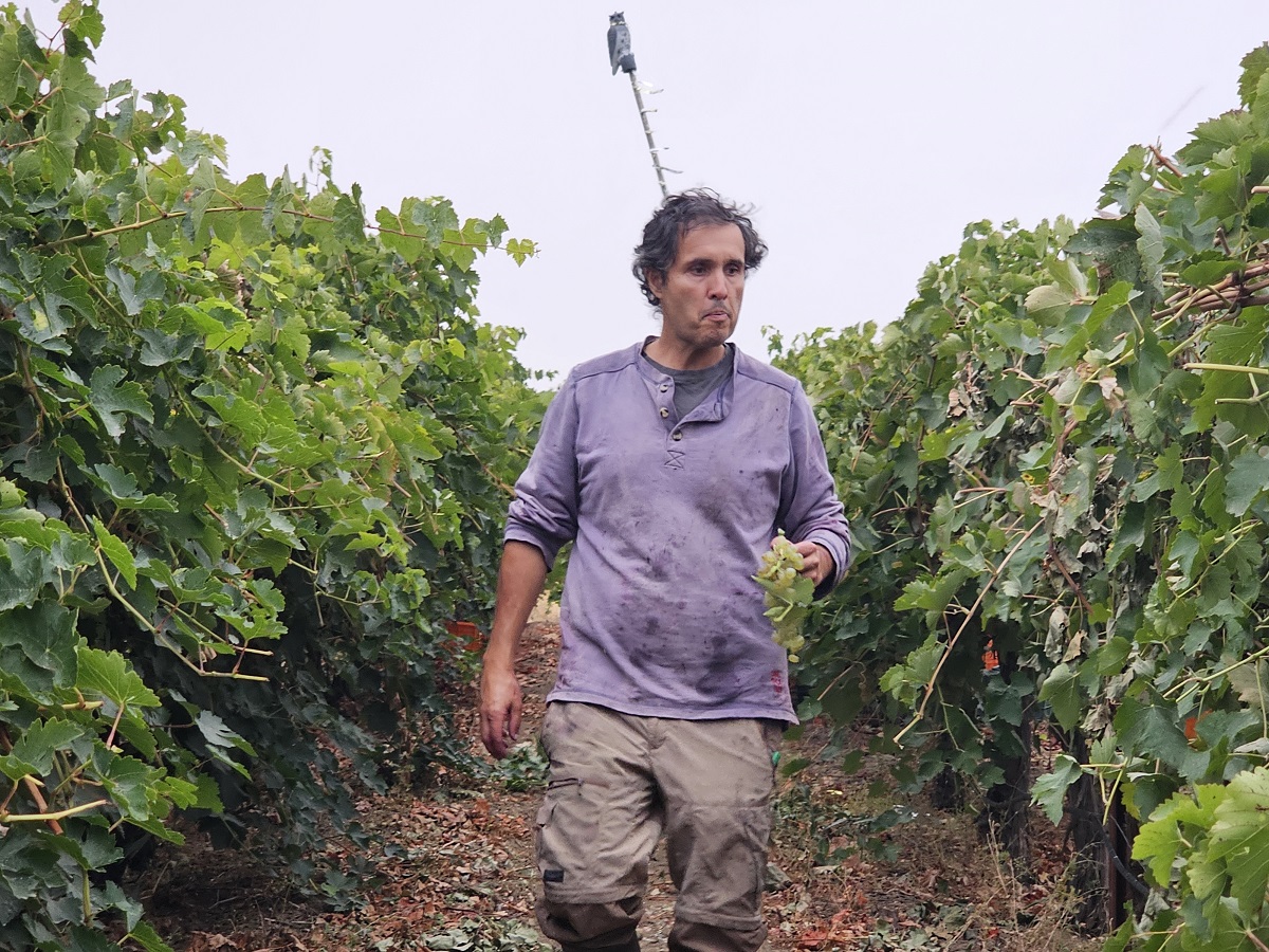 Viñedos Ribera del Duero Valladolid escapadas con encanto