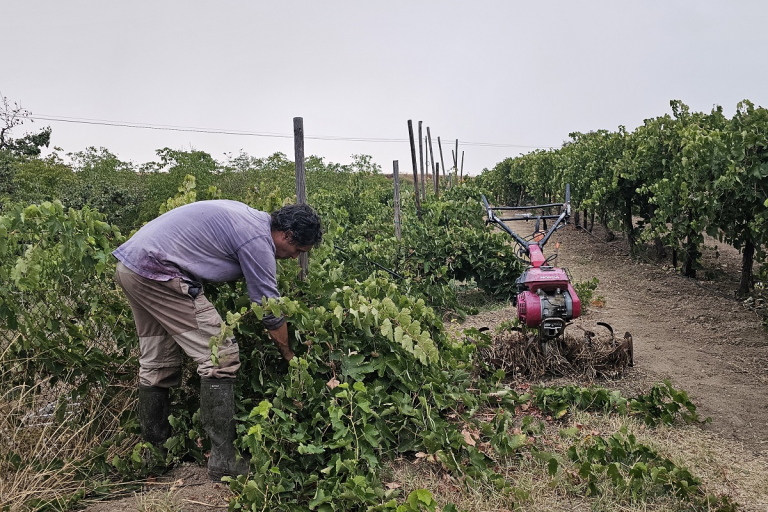Viñedos en Castronuño