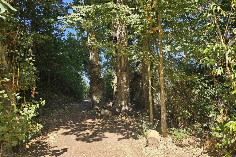 Senda de los Almendros Castronuño