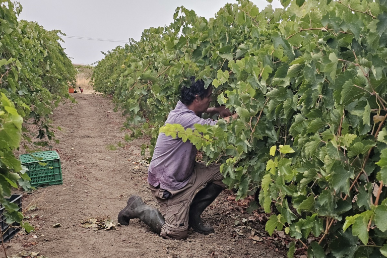 Viñedos Beautiful Alamedas