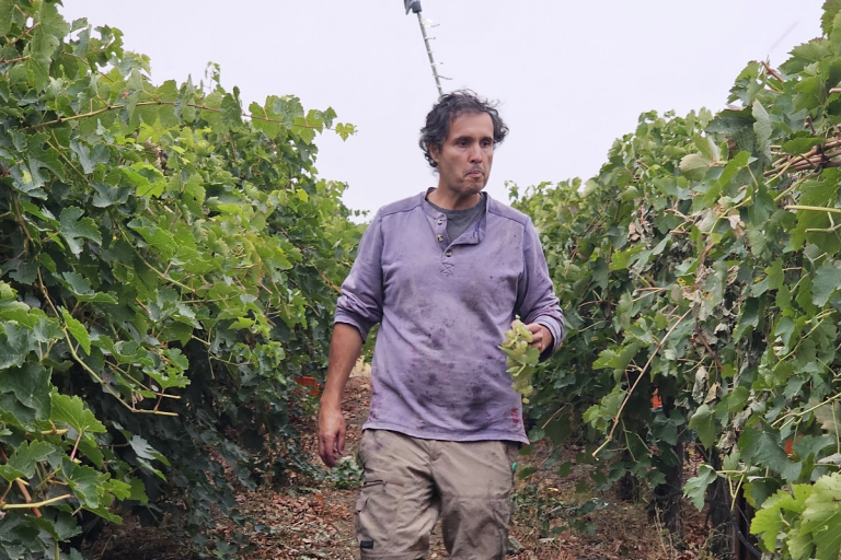 Viñedos Beautiful Alamedas